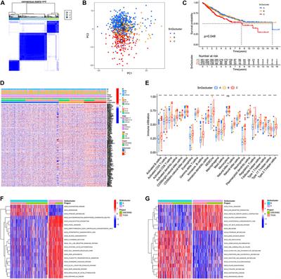 Identification of a novel cellular senescence-related signature for the prediction of prognosis and immunotherapy response in colon cancer